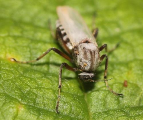 Sphaeromias pictus